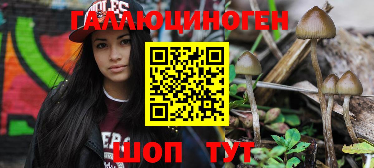 Псилоцибиновые грибы Psilocybe  Ачхой-Мартан  Галлюциногенные грибы Cubensis 